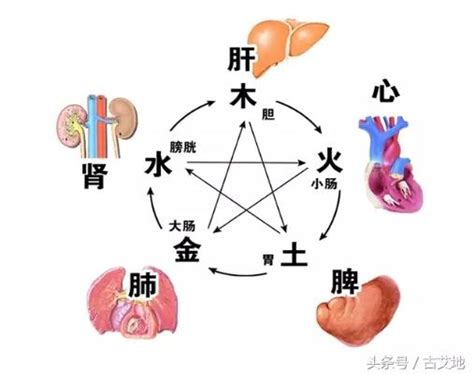 五行對應器官|中醫知識 